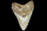 Fossil Megalodon Tooth - North Carolina #108955-1